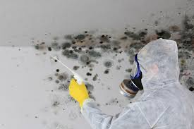 Why You Should Choose Our Mold Remediation Services in Plain City, OH